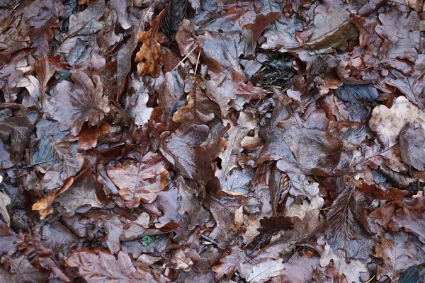 Vista superior de uma camada de folhas de carvalho caídas molhadas da chuva. Fundo de outono — Fotografia de Stock