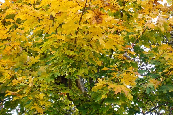 Цветные листья (зеленые, желтые, оранжевые, красные) — стоковое фото