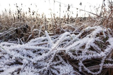 Çimenlerin üzerinde buz var. Sıcaklık sıfırın altına düştüğünde yerde veya diğer yüzeylerde oluşan küçük beyaz buz kristalleri birikintisi..