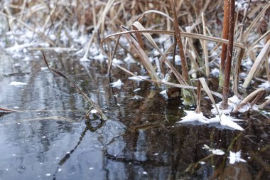 Kış manzarası. Sazlık ve buz kristalleriyle donmuş bir gölün buzu..