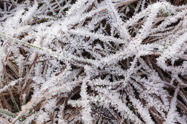 Fagy van a fűszálakon. kis fehér jégkristályok lerakódása a földön vagy más felületeken, ha a hőmérséklet fagypont alá esik. — Stock Fotó