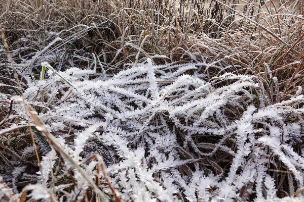 Gelo sui rametti d'erba. un deposito di piccoli cristalli di ghiaccio bianchi formati sul terreno o su altre superfici quando la temperatura scende al di sotto del congelamento . — Foto Stock