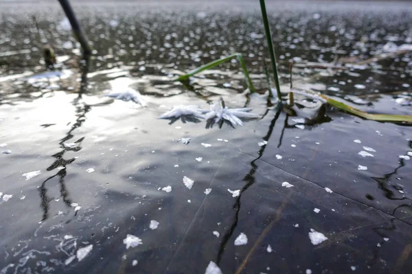 Close-up de cristais de gelo em um gelo congelado lago durante o inverno. caules de plantas congeladas no gelo do lago — Fotografia de Stock