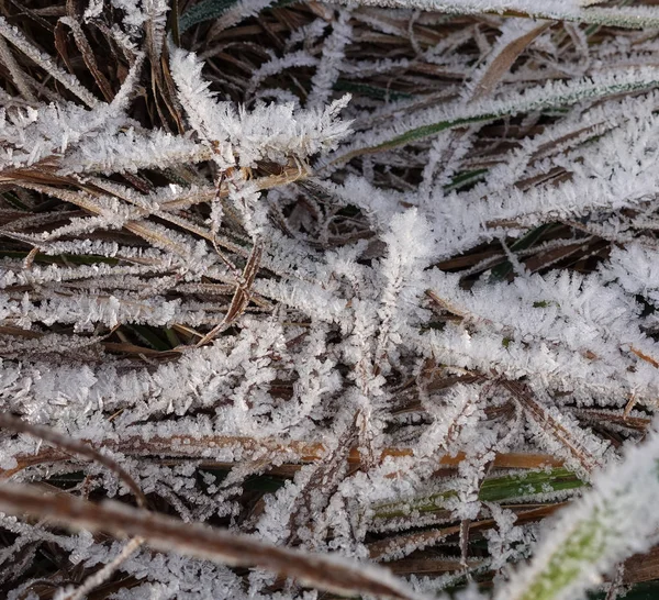 Mráz na travnatých pramenech. ložisko malých bílých ledových krystalů vytvořených na zemi nebo na jiných plochách, když teplota klesne pod bod mrazu. — Stock fotografie
