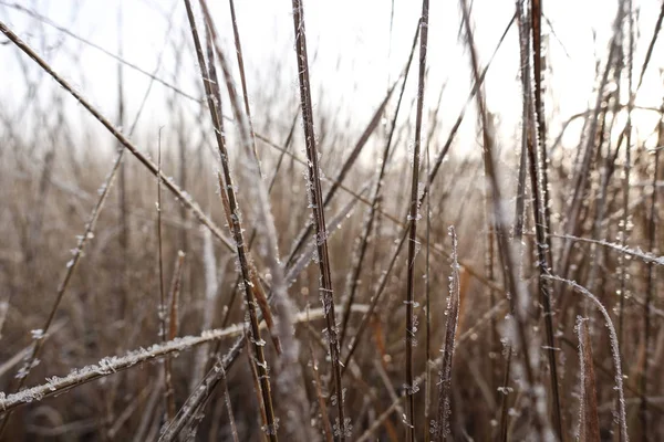 Suchá tráva pokrytá chrastítkem za jasného dne zblízka. Zimní pozadí — Stock fotografie
