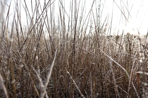 Dry grass covered with hoarfrost on a clear day close-up. Winter background — Stock Photo, Image