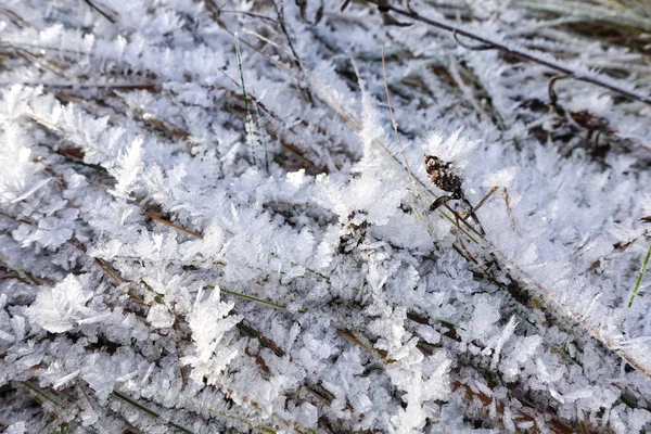Tráva je pokryta krystaly ledu a sněhu. Krásné zimní pozadí — Stock fotografie