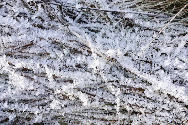 Tráva je pokryta krystaly ledu a sněhu. Krásné zimní pozadí — Stock fotografie