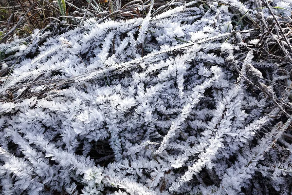 A grama é coberta com cristais de gelo e neve. Belo fundo de inverno — Fotografia de Stock
