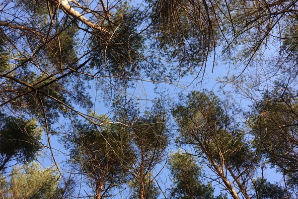 Tops of the pines mira al cielo. Vista desde abajo. Las copas de los árboles desde el suelo. Pinos contra el cielo azul . — Foto de Stock