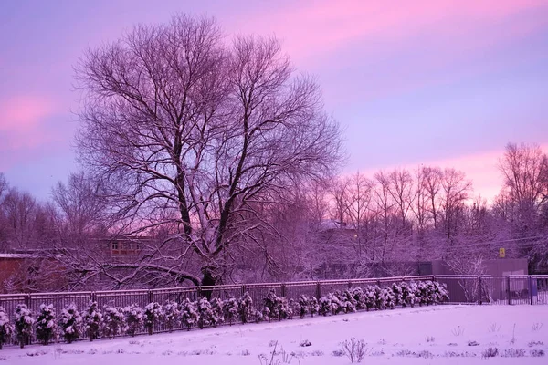 Aube hivernale. Un vieil arbre sans feuilles se profilant contre un beau ciel multicolore. Rose avec violet — Photo