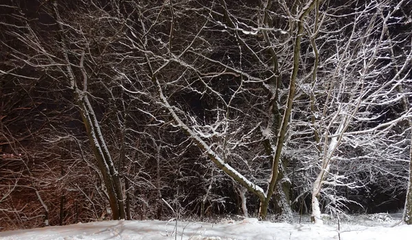 Árvore retroiluminada coberta de neve contra árvores escuras e lanterna. Cena do parque. Tiro noturno . — Fotografia de Stock