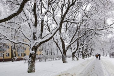 Şehir parkında karla kaplı ağaçlar. Peri masalı kış manzarası