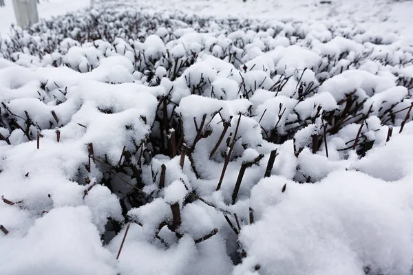 A row of trimmed bushes extending into the distance covered with snow. Winter background landscape