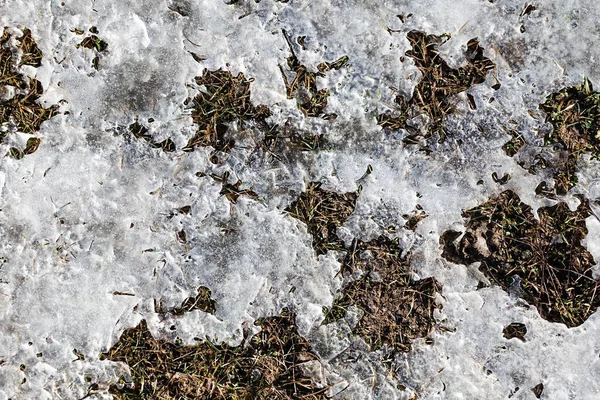 Spring concept. Snow is melting. Earth and dry grass are visible between the snow.