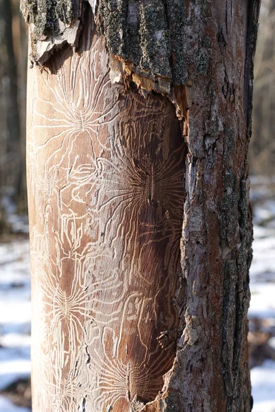 A pattern on a dry tree is left by a bark beetle, termites destroy the tree. Patterns similar to the Nazca line.
