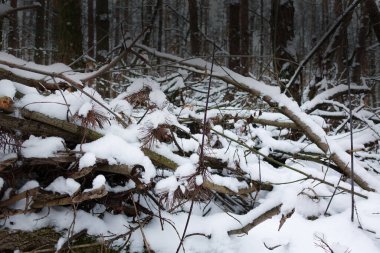 Kışın devrilmiş ağaçlarla birlikte aşılamaz vahşi orman. Vahşi ormanda aşılmaz bir yamaç. Kış mevsiminde karla kaplı ağaçlar ve dallarla kaplı tıkanıklıklar.