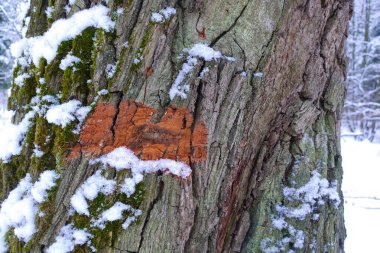 Yeşil yosunlu bir ağacın kahverengi kabuğunun rahatlatıcı dokusu. Yosun ve karla kaplı eski bir kavak kabuğunun dokusu.