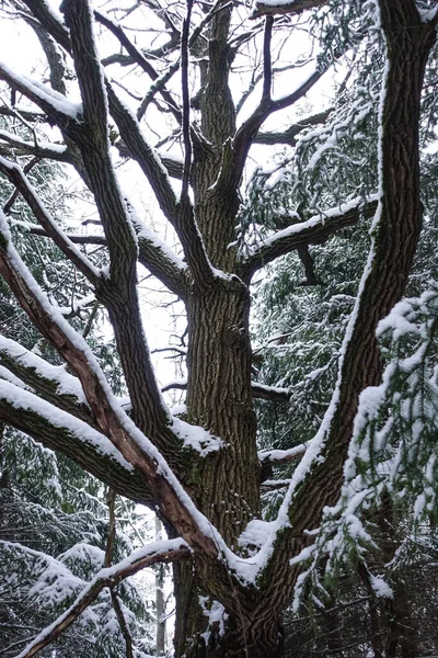 겨울의 나무는 수없는 있습니다 송이송이 열매맺힌 딸하나 무가운데있노라 무서운 — 스톡 사진