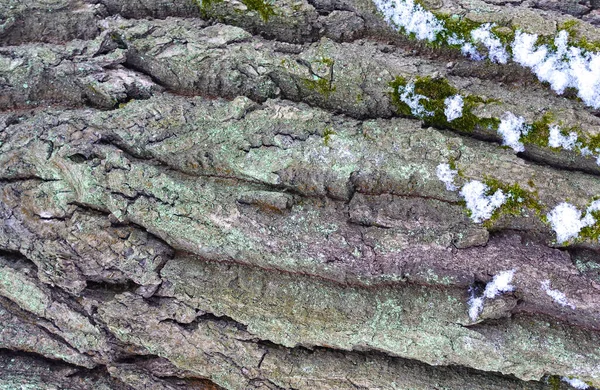 Casca Texturizada Áspera Uma Árvore Velha Closeup Para Fundo — Fotografia de Stock
