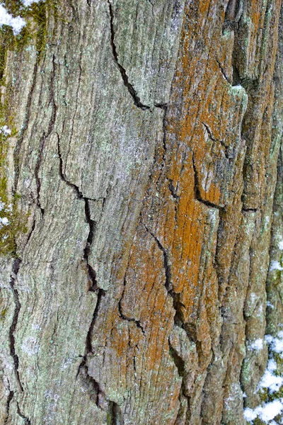 Écorce Texturée Rugueuse Vieil Arbre Gros Plan Pour Arrière Plan — Photo