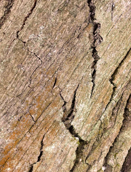 Ağaç Kabuğu Dokusu Doğada Tam Kare Sıcak Kahverengi Arkaplan — Stok fotoğraf