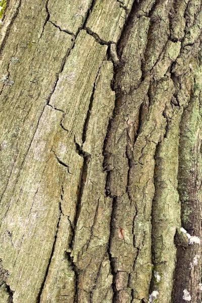 Grov Strukturerad Bark Ett Gammalt Träd Närbild För Bakgrund — Stockfoto