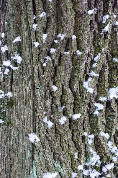 Textura Alívio Casca Marrom Uma Árvore Com Musgo Verde Nela — Fotografia de Stock