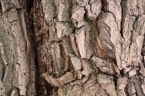 Tree Bark Texture Full Frame Nature Warm Brown Background — Stock Photo, Image