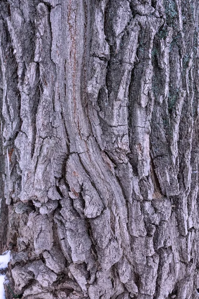 Konsystencja Kory Drzewa Pełna Ramka Przyrodzie Fioletowe Tło — Zdjęcie stockowe