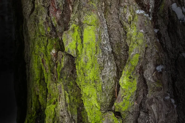 Textura Fantasia Escura Casca Árvore Cinza Coberto Com Musgo Verde — Fotografia de Stock