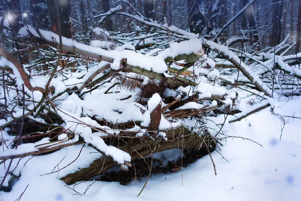 Impassable wild forest with fallen trees in winter. Impassable slope in wild forest. Blockages with snow-covered fallen trees and branches in wilds in winter. — Stock Image Impassable Wild Forest Fallen Trees Winter Impassable Slope Wild Forest Stock Photo