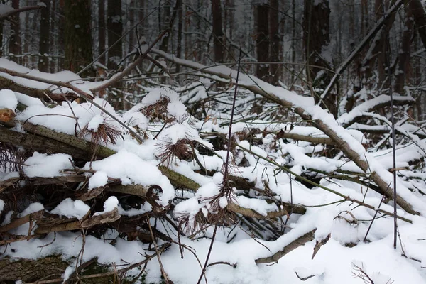 Impassable wild forest with fallen trees in winter. Impassable slope in wild forest. Blockages with snow-covered fallen trees and branches in wilds in winter. — Stock Image Impassable Wild Forest Fallen Trees Winter Impassable Slope Wild Forest Stock Picture