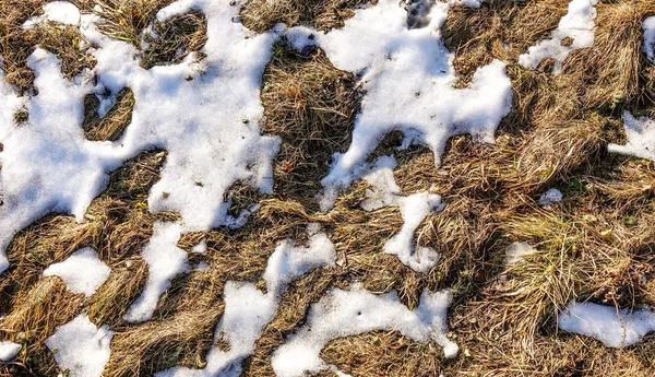 Snow Almost Gone Thaw Snow Dry Grass Visible Early Spring — Stock Photo, Image
