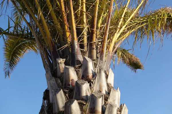 Крупный План Пальмы Фоне Неба — стоковое фото
