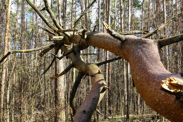 Zlomený Kmen Stromu Lese Padlé Stromy — Stock fotografie