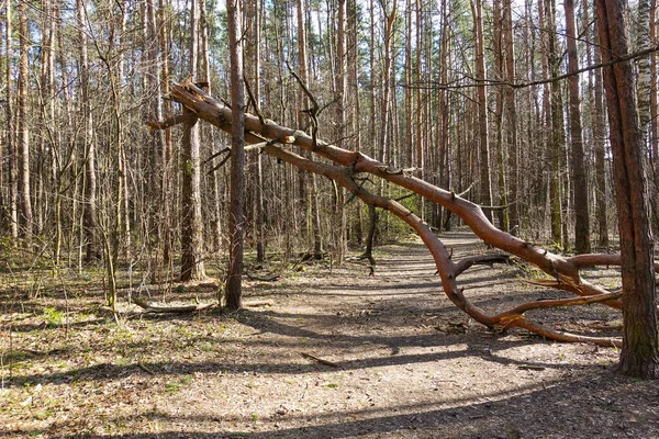 Zlomený Kmen Stromu Lese Padlé Stromy — Stock fotografie