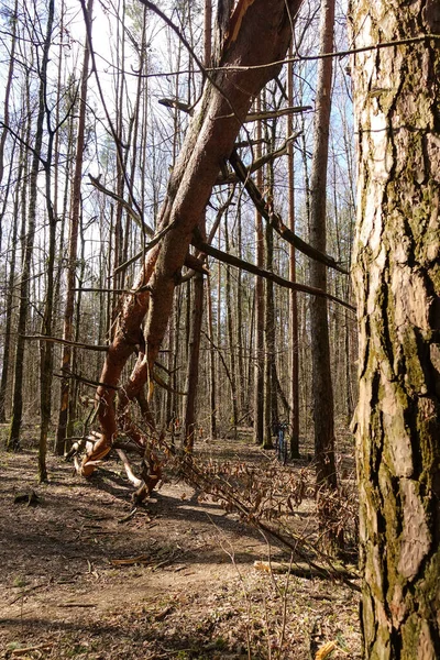 Broken tree trunk in the woods. fallen trees