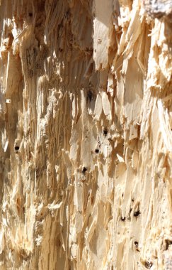 Yaşlı ağaç yaşlılıktan parçalanıyor. Sandık beyaz toza dönüşür.