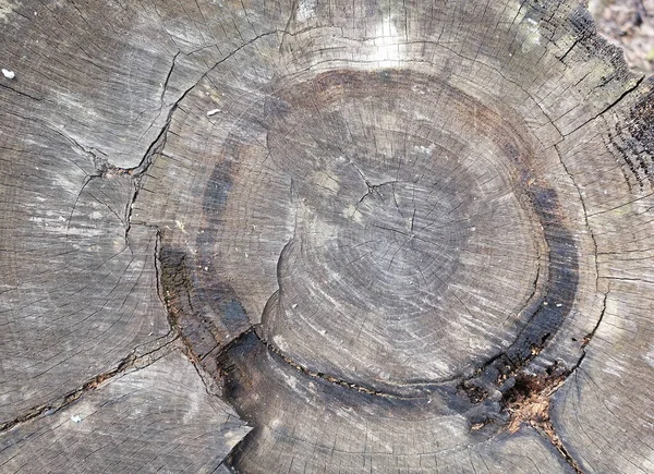 Textura Agrietada Árbol Viejo Madera Gris Ennegrecida Estructura Inusual Troncos —  Fotos de Stock