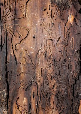 Nazca çizgileri şeklinde bir ağacın kabuğunda haşere izleri var. Soyut arkaplan
