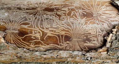 Nazca çizgileri şeklinde bir ağacın kabuğunda haşere izleri var. Soyut arkaplan