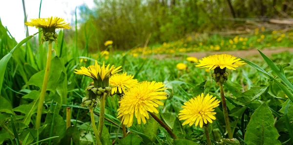 Gelbe Löwenzahnblüten Mit Blättern Grünen Gras Frühlingsfoto — Stockfoto