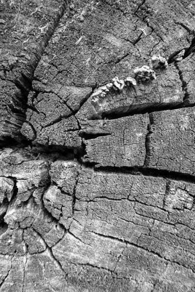 Çatlak Bir Ağacın Dokusu Eski Bir Kütük Arkaplan Için Ahşap — Stok fotoğraf