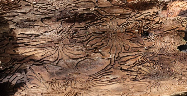 Nazca Çizgileri Şeklinde Bir Ağacın Kabuğunda Haşere Izleri Var Soyut — Stok fotoğraf