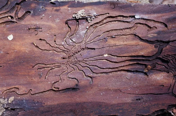 Traces Ravageur Sur Écorce Arbre Sous Forme Lignes Nazca Contexte — Photo
