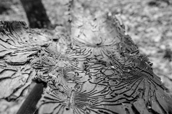 Rastros Plaga Corteza Árbol Forma Líneas Nazca Fondo Abstracto Monocromo — Foto de Stock