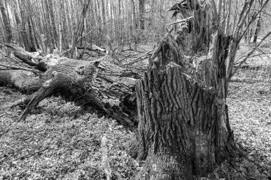 Büyük bir ağaç kökündeki bir kasırga tarafından kırılır. Fırtınanın sonuçları. Tek Renkli