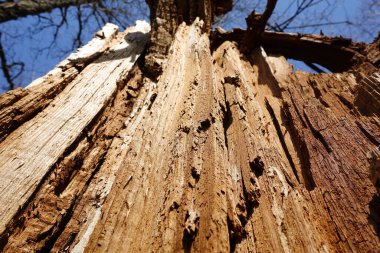 Kırık ağaç, yakın plan. Kırık bir ağacın dokusu.