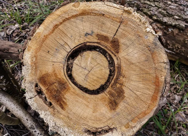 Wooden circle with a split log. Tree structure.